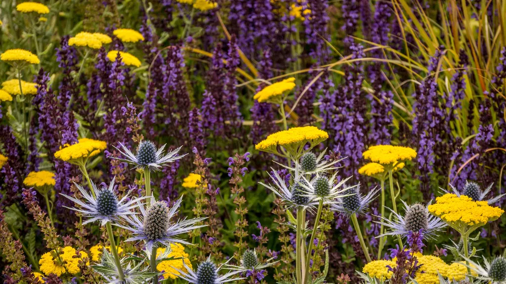 7 of the longest-flowering perennials – these varieties will add color to your garden for months🌱