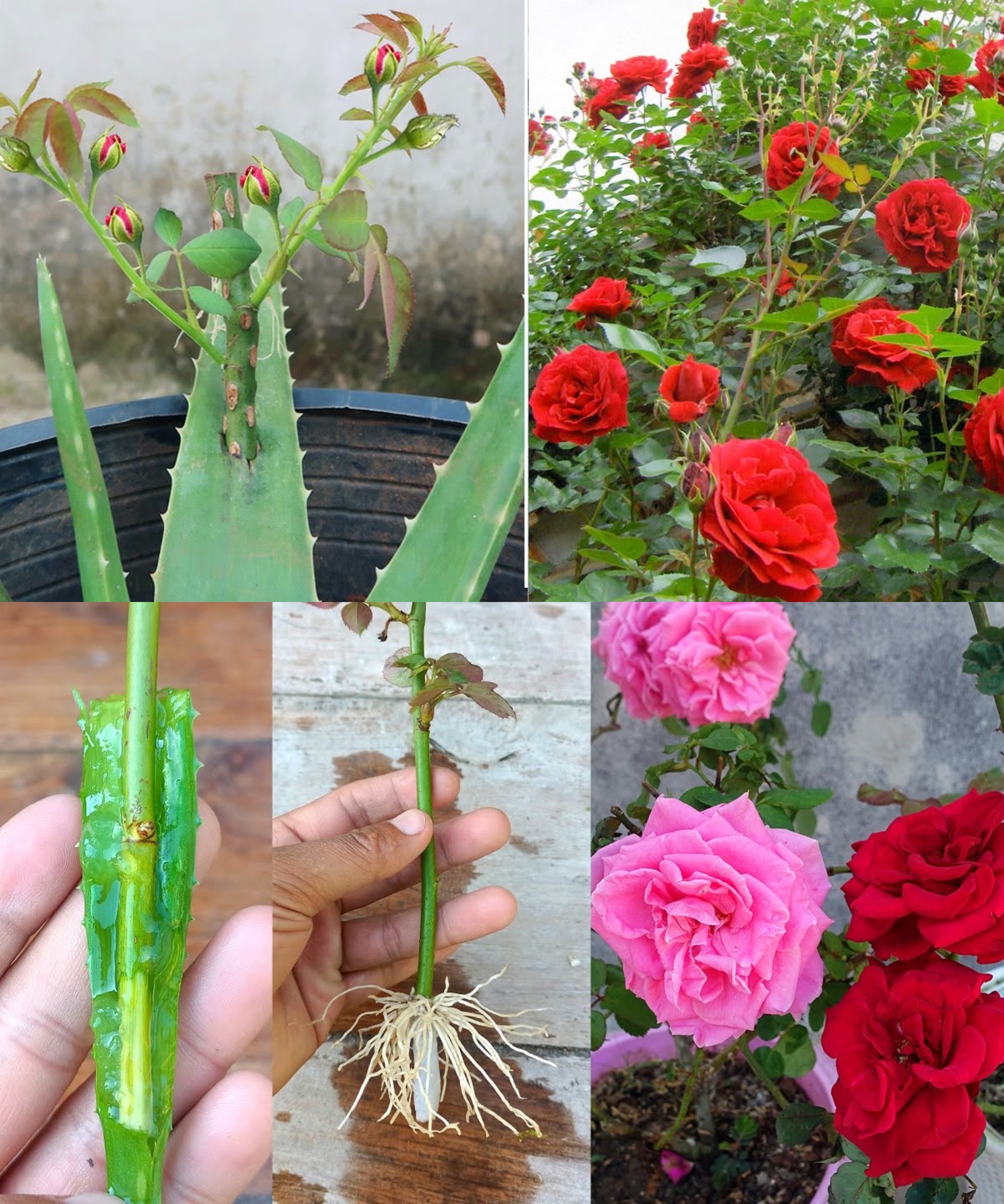 Cut rose + aloe leaf, combine them and the result will surprise you🌱