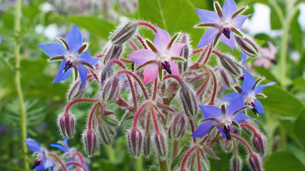 Planting Borage: Ultimate Growing Guide For Sublime Starflowers 🌱