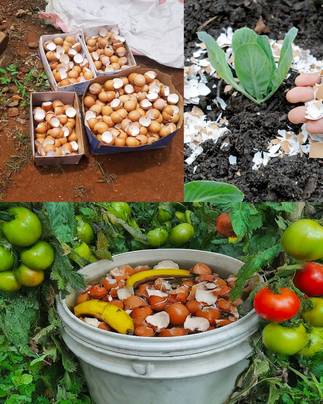 10 Ingenious Ways to Utilize Eggshells in Your Garden🌱