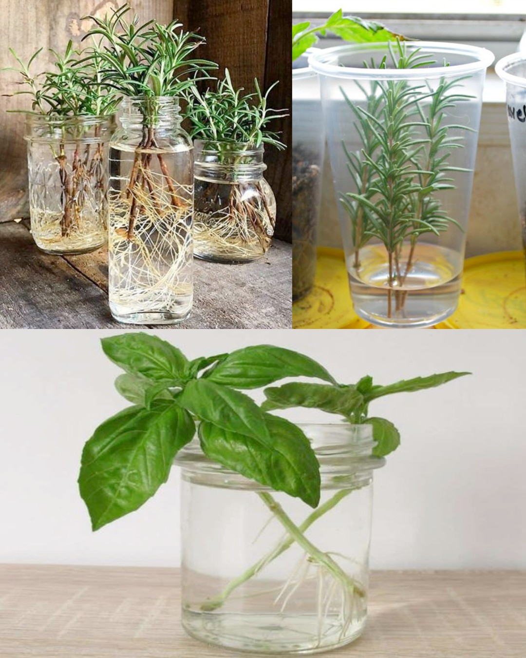 10 Veggies and Herbs You Can Grow in Just a Glass of Water🌱