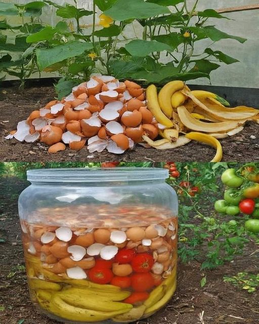 Transform Your Garden: Powerful Free Fertilizer Using Banana Peels and Eggshells🌱