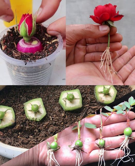 Try growing roses from flower buds how to propagate roses with banana🌱