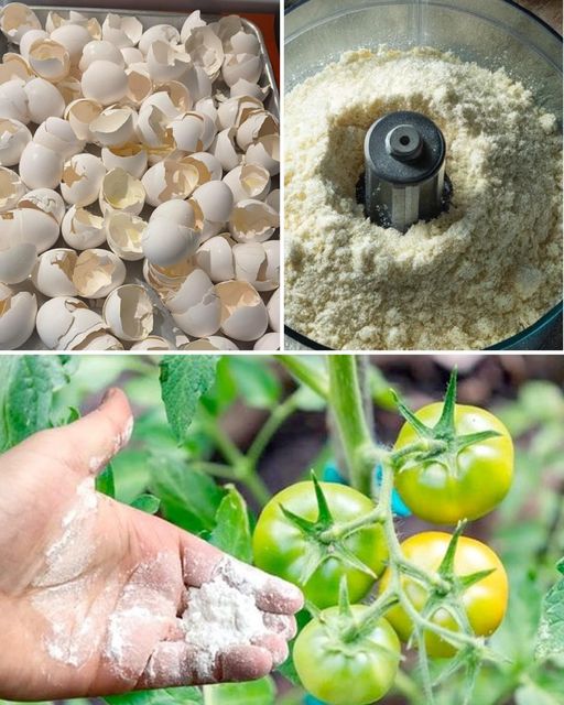 Utilizing Crushed Eggshells in Your Garden🌱