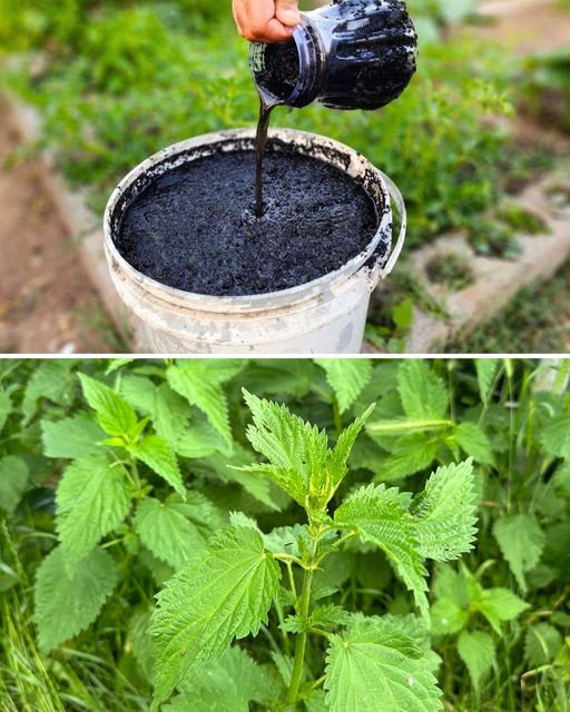 Best fertilizer found in nature: How to Make and Use Nettle Fertilizer Syrup for Growing Vegetables🌱