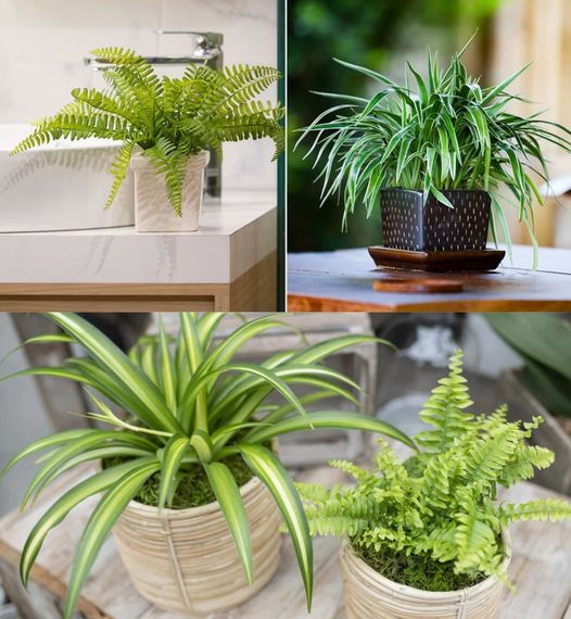 Five Exceptional Bedroom Plants for a Restful Sleep and Tranquil Environment🌱