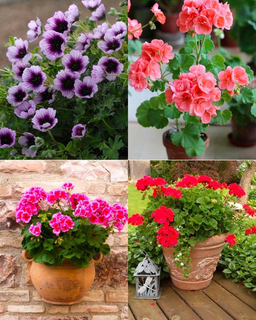 10 Tips to Follow to Grow Gorgeous Geraniums🌱