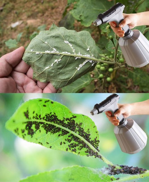 All the insects disappear from the garden. A single organic ingredient🌱