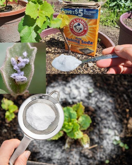 Baking Soda: A Gardener’s Secret Weapon – 10 Genius Garden Uses 🌱