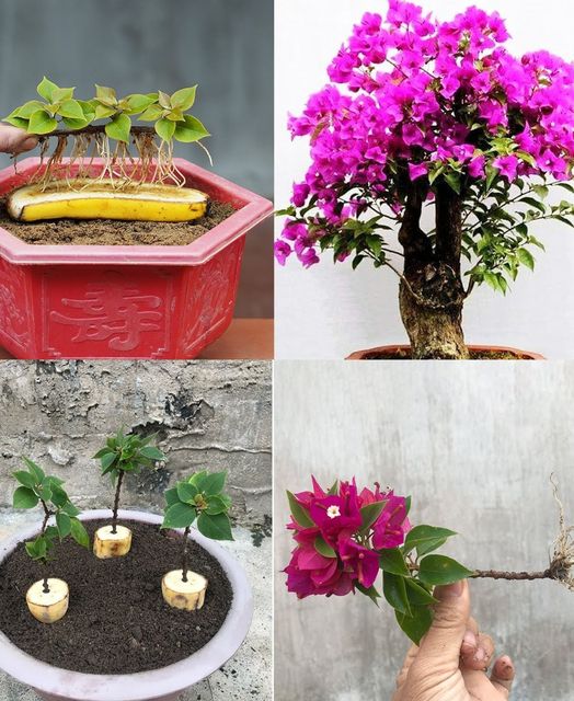 Bougainvillea: reproduce it endlessly with the banana trick like the nurserymen🌱