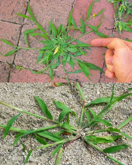 Crabgrass: A Common Backyard Plant with Surprising Health Benefits🌱