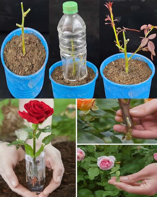 How to propagate roses from cuttings🌱