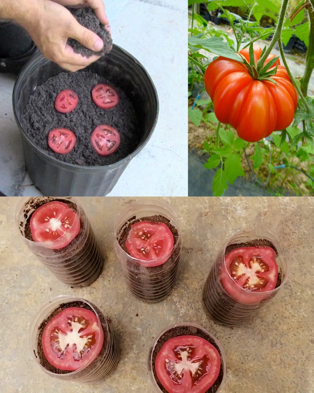 Growing Tomato Plant From Tomato Slice Time Lapse🌱