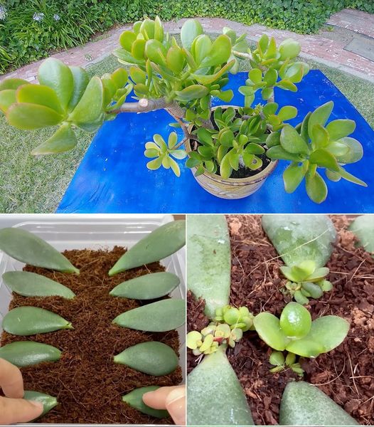 How To Propagate Jade Plants From Stem Or Leaf Cuttings🌱