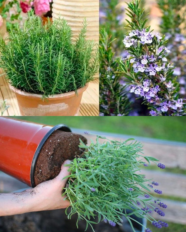 How to Cultivate a Fragrant Rosemary Hedge and 10 Reasons Why It’s Worth Growing🌱