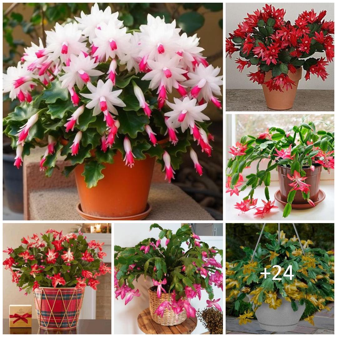 How to Get Your Christmas Cactus to Bloom More Than Once Each Year🌱