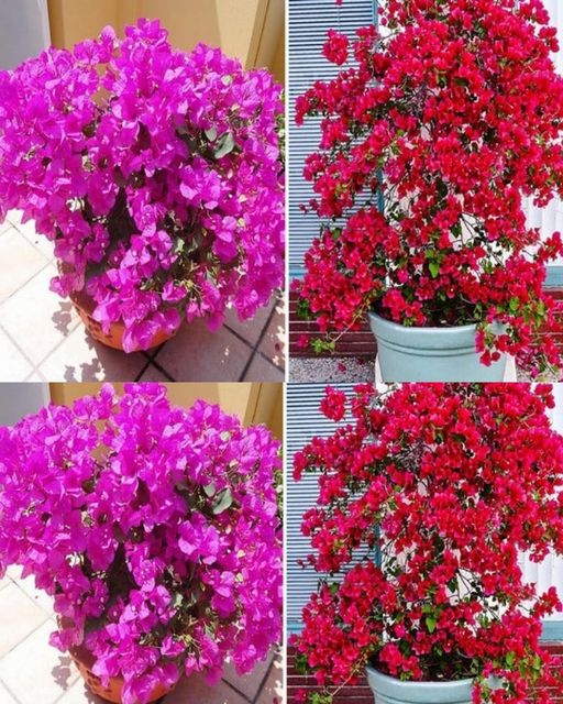 How to Grow Bougainvillea in a Pot – Flowering and Care 🌱