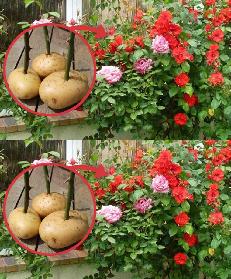 Propagating Rose Cuttings Using the Potato Method🌱