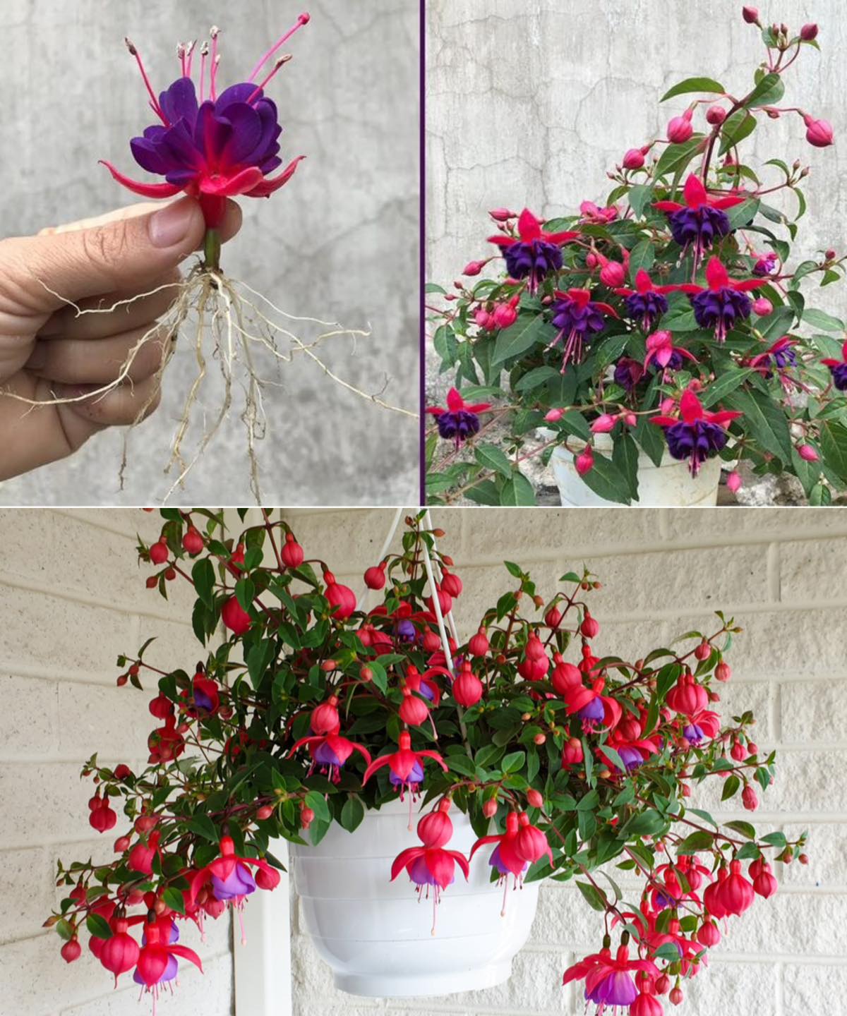 How to Grow Fuchsia And take care of it🌱