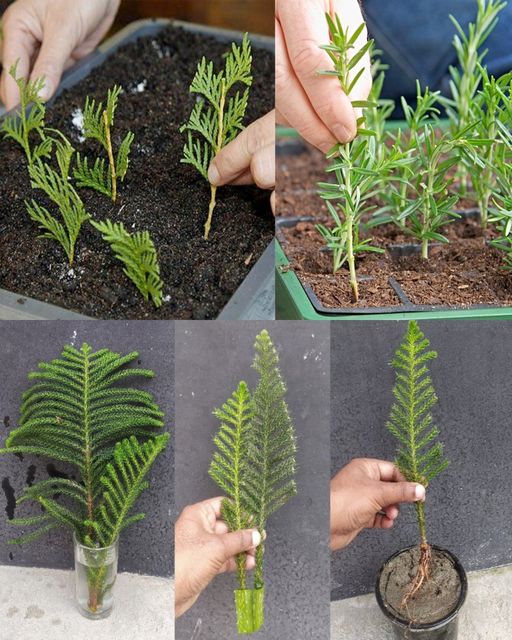 How to Propagate Thuja Plants from Cuttings Using Aloe Vera Gel 🌱