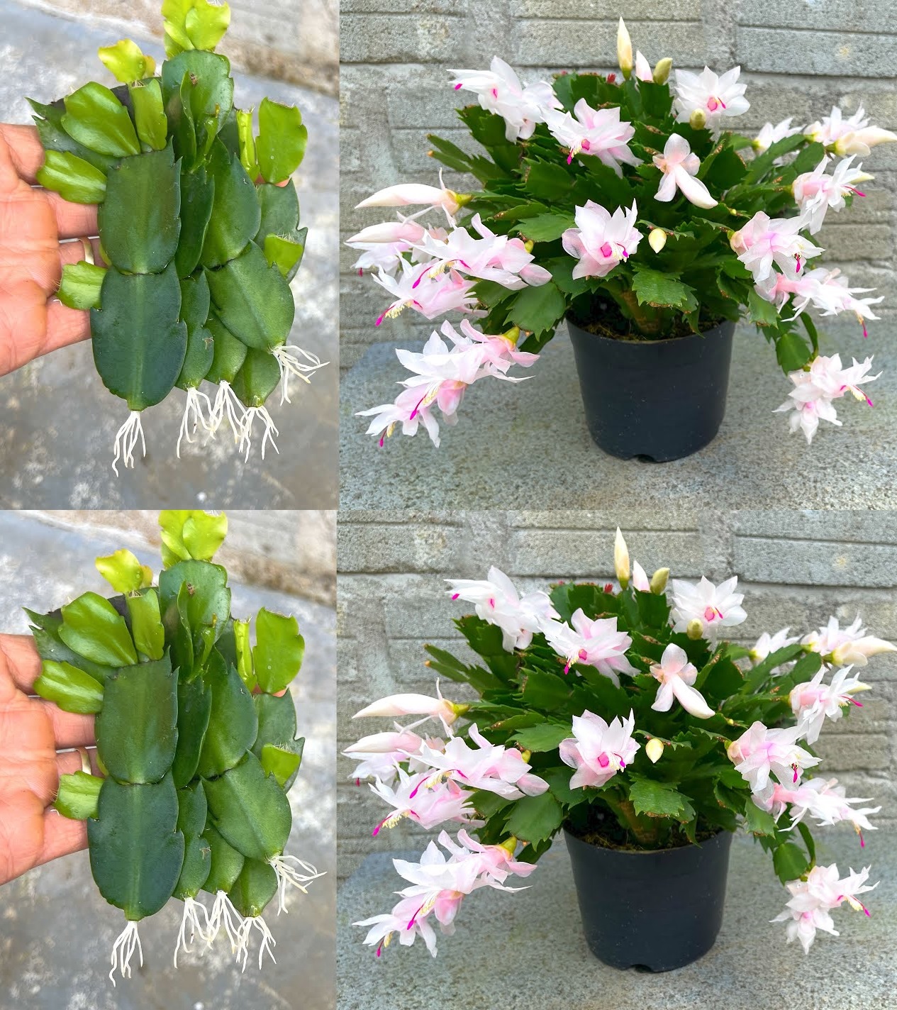 How to Successfully Propagate a Cactus Orchid from Stem Cuttings🌱