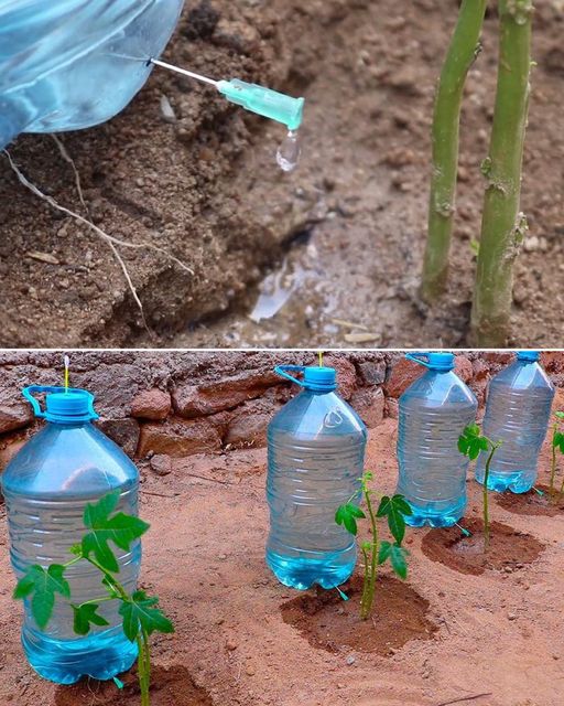 DIY Automatic Plant Watering System: Your Green Companion While You’re Away🌱