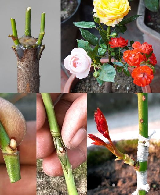 How to graft a rose into another variety: the trick finally revealed🌱