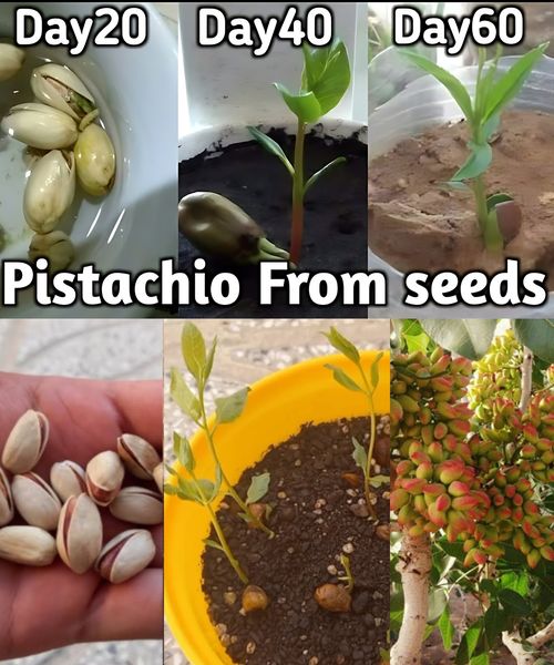 How to grow pistachios at home from seeds🌱