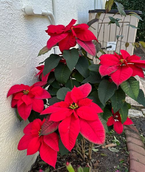 “Poinsettia Care Guide: Keeping the Festive Beauty in Full Bloom”🌱