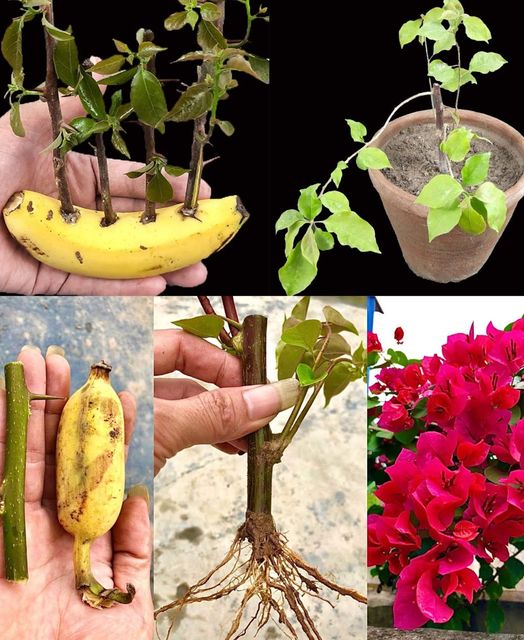 How to propagate bougainvillea branches in bananas, unexpected results & cheap Interesting For You🌱