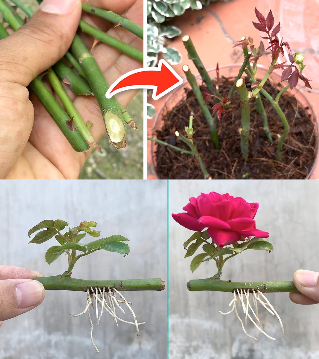 How to propagate roses from cuttings🌱