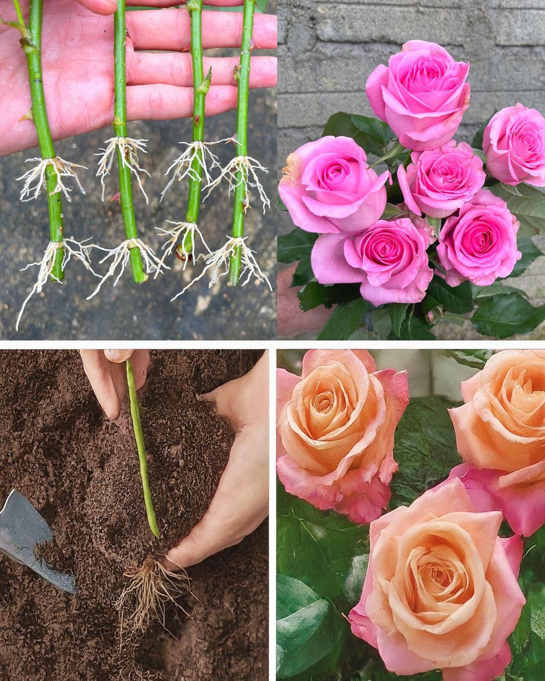 How to propagate roses from the stem to get hundreds🌱