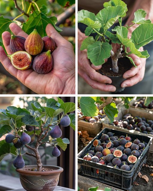 Unlocking Success: Unique Propagation of Figs from Cuttings🌱