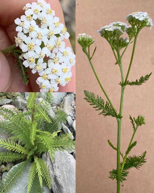 Yarrow: A Timeless Herbal Ally with Amazing Health Benefits🌱