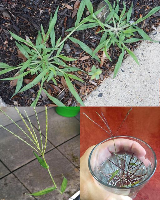 Crabgrass: A Common Backyard Plant with Surprising Health Benefits🌱