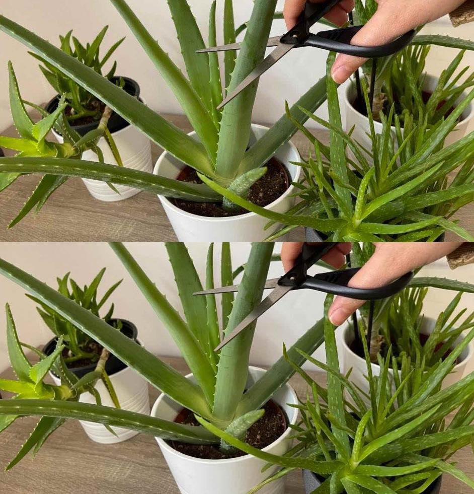 Unveiling Common Mistakes: How to Care for Your Aloe Vera Plants🌱