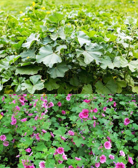 Unlocking the Secret Health Benefits of Common Mallow: Nature’s Wonder Herb for Wellness 🌱