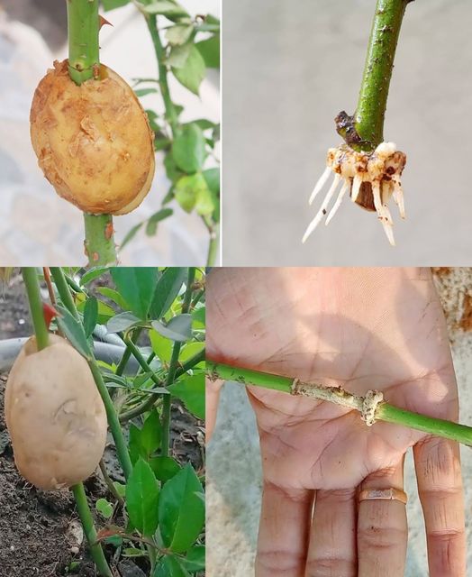 News Ideas, How to propagate roses with potatoes for fast rooting Growing roses in potatoes🌱