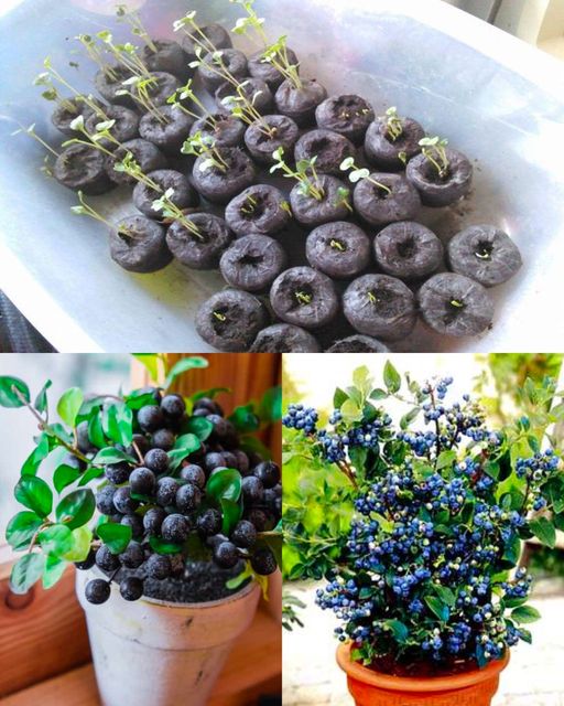 Planting Blueberries at Home: A Guide to Cultivating an Abundant Supply🌱