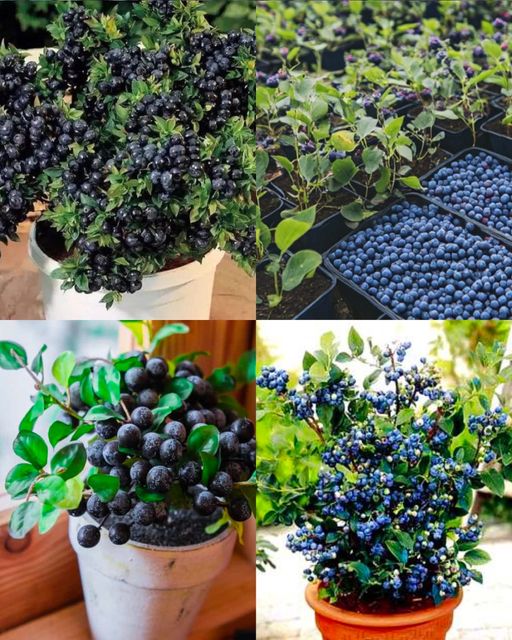 Planting Blueberries at Home: A Guide to Cultivating an Abundant Supply🌱