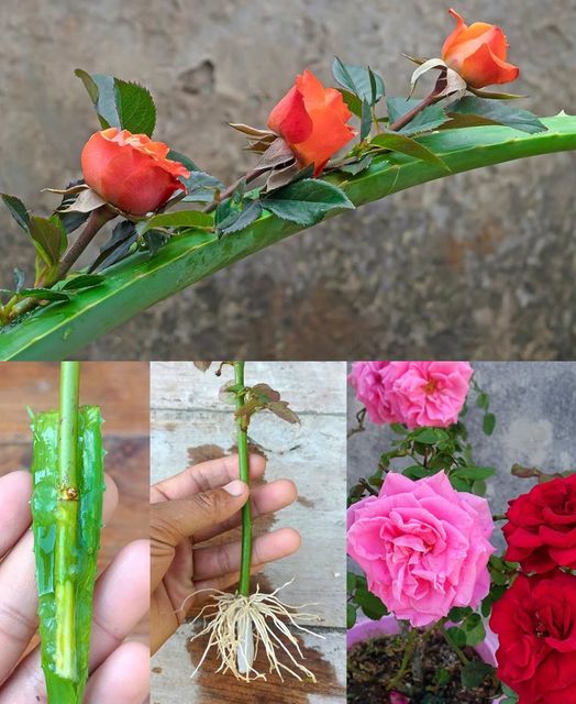 Rose: Grow your Own Roses from cutting at home🌱