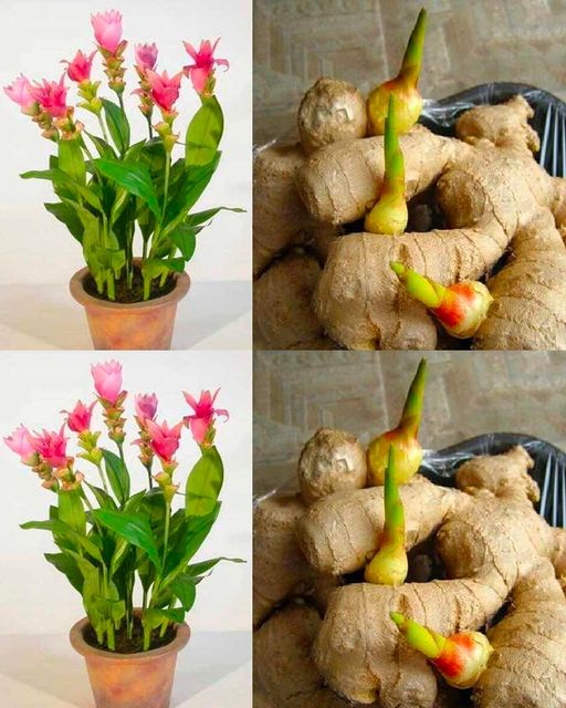 Secrets for planting ginger in a pot or your garden for endless supplies at home🌱