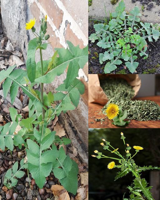 The Surprising Health Benefits of Sowthistle: A Nutrient-Packed Wild Plant🌱