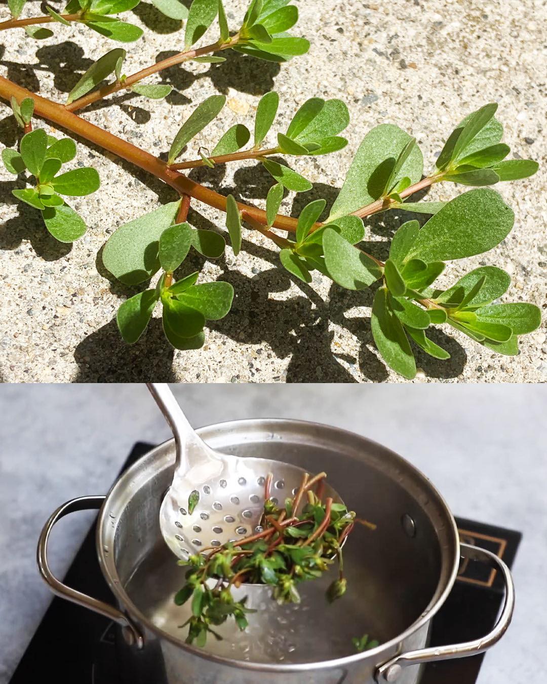 Purslane: The Underestimated Superfood with Maximum Health Benefits🌱