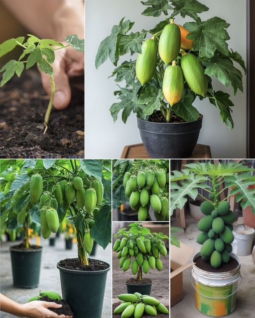 The Papaya Tree: A Versatile Gem for Your Home Garden🌱