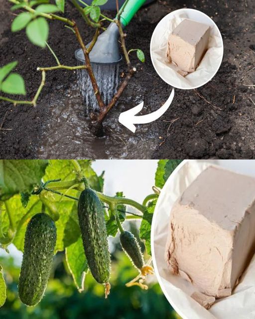 The Power of Yeast: A Natural Booster for Growing Tomatoes, Peppers, and Cucumbers🌱