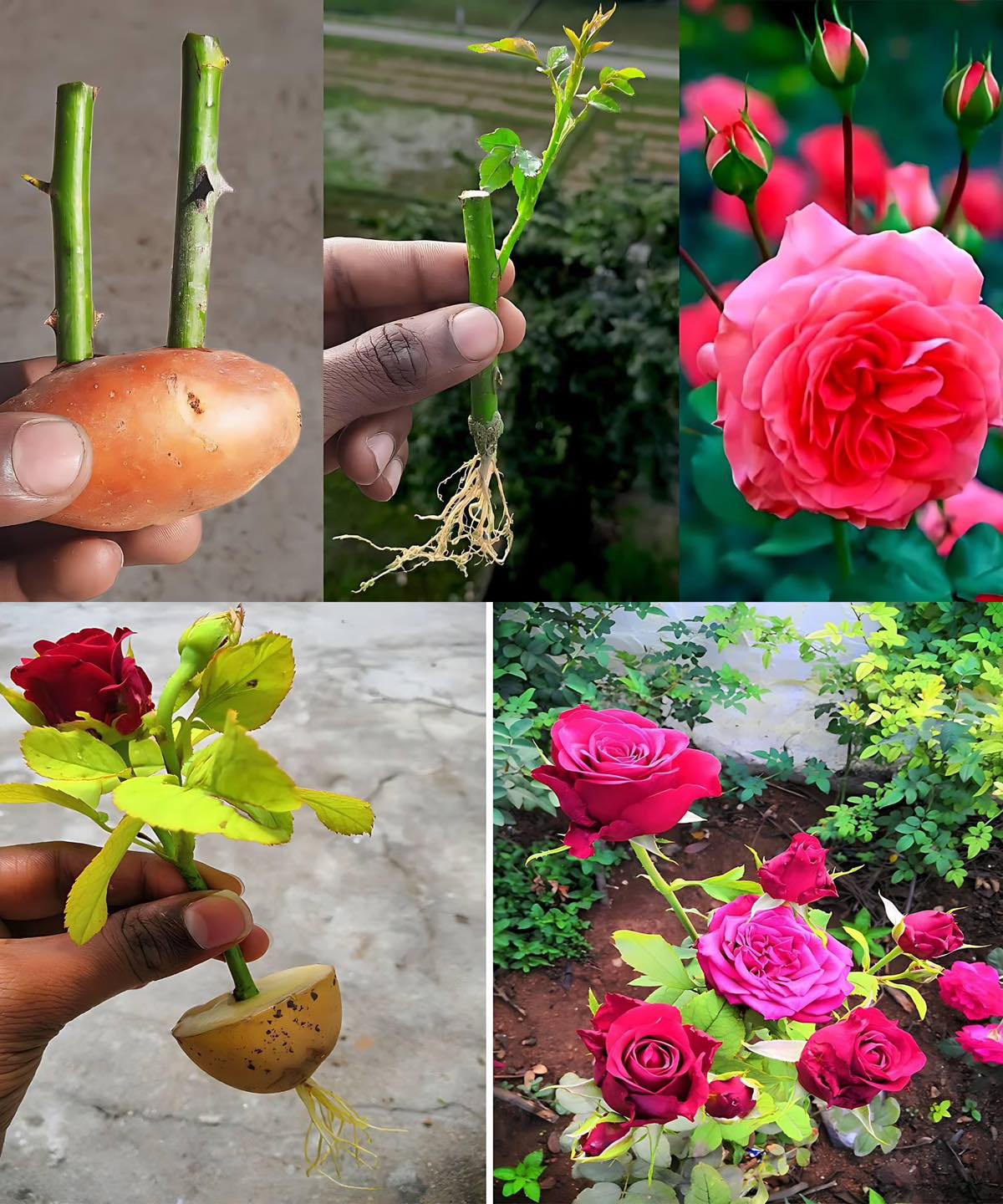 How to Grow a rose from a rose stem and a potato🌱