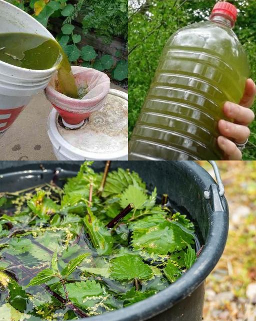 Harnessing the Power of Nettle: Fertilizer and Insecticide for a Thriving Garden🌱