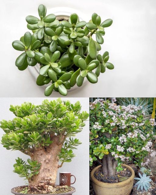 Unlock the Secret to Inducing Blooming in Jade Plants for an Abundance of Luck in Your Home 🌱