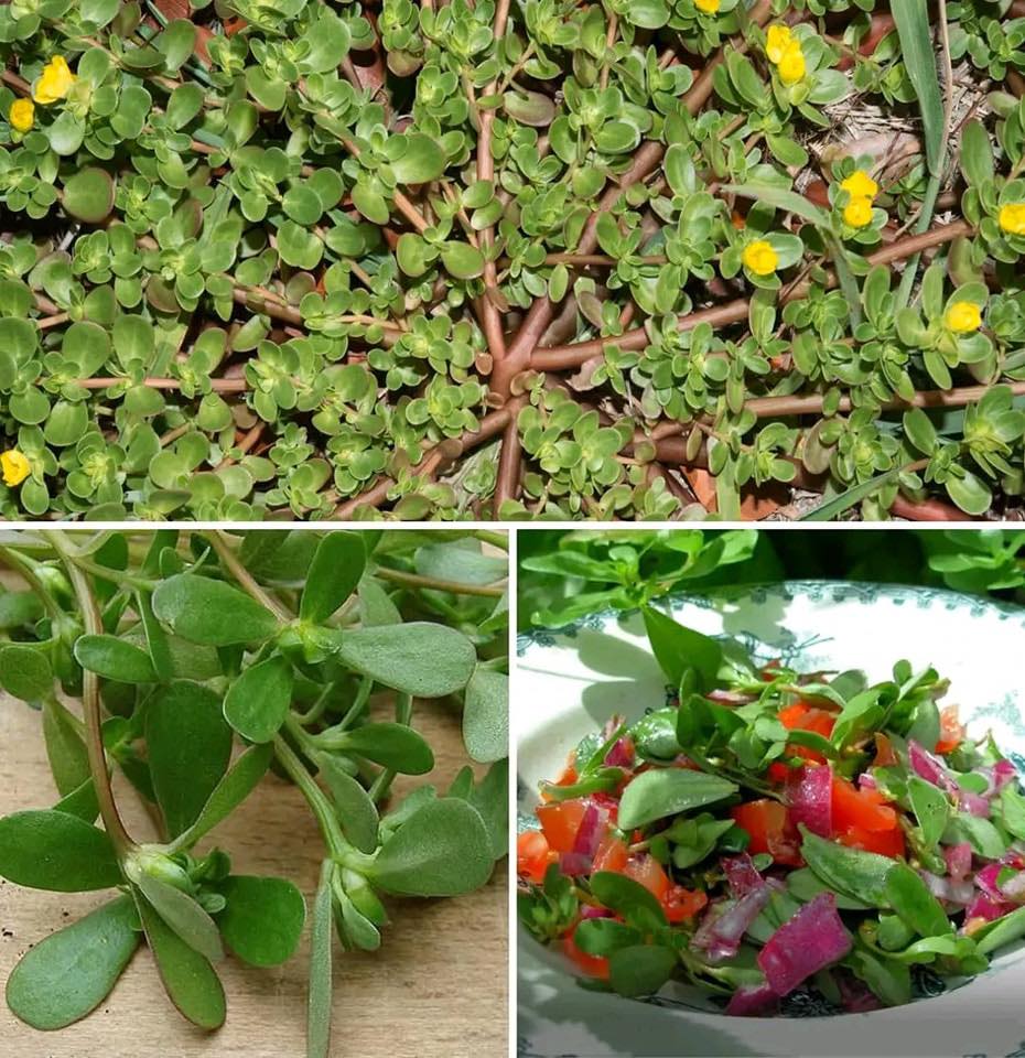 This is why you should embrace Purslane in Your Garden🌱